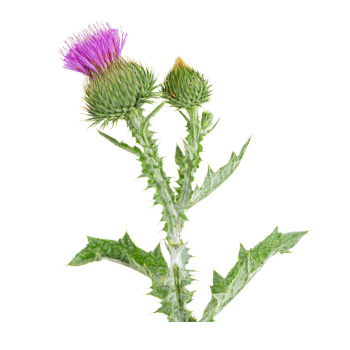 Image of a milk thistle plant