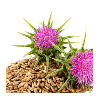 Image of a milk thistle plant and its seeds