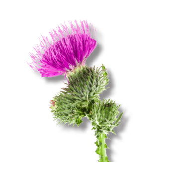 Image of Milk Thistle Plant