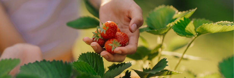 Image of a person picking fresh strawberries