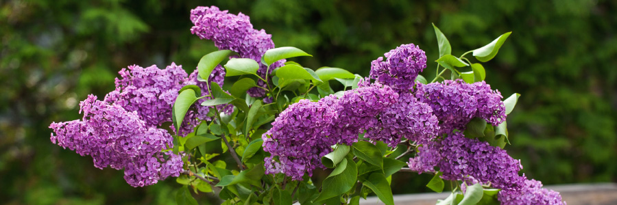 Image of lilac flowers
