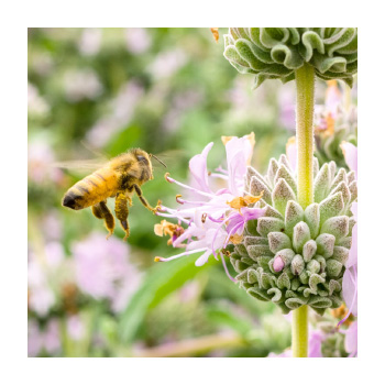 Image of a bee and flowers