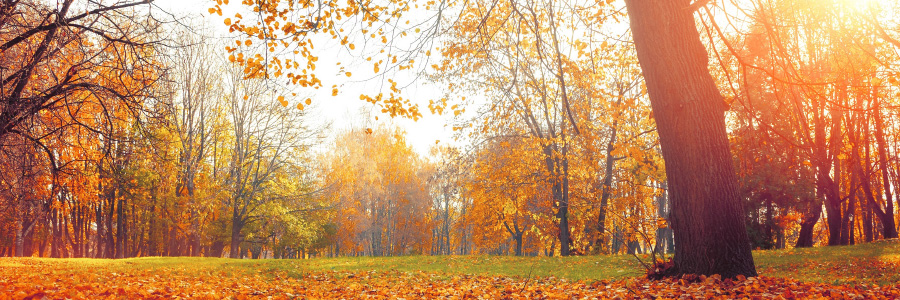 Fall outdoor forest scene
