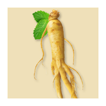 Ginseng root