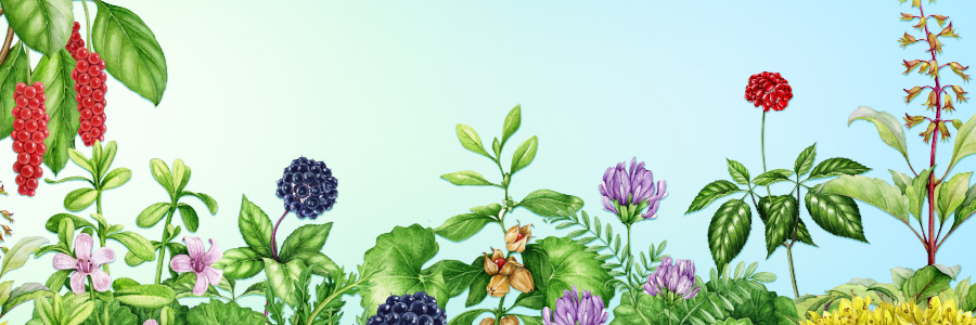 Illustration of a herb garden