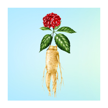 Ginseng