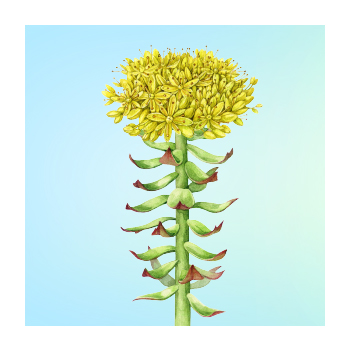 Rhodiola