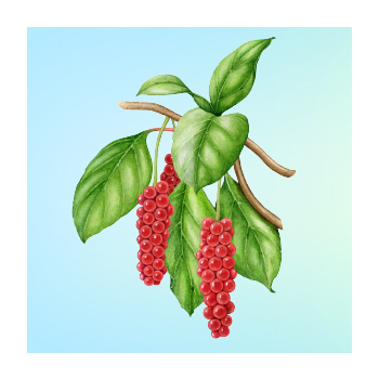 Schisandra
