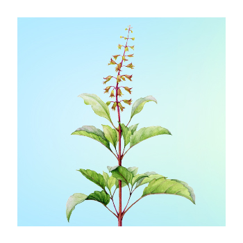Holy Basil