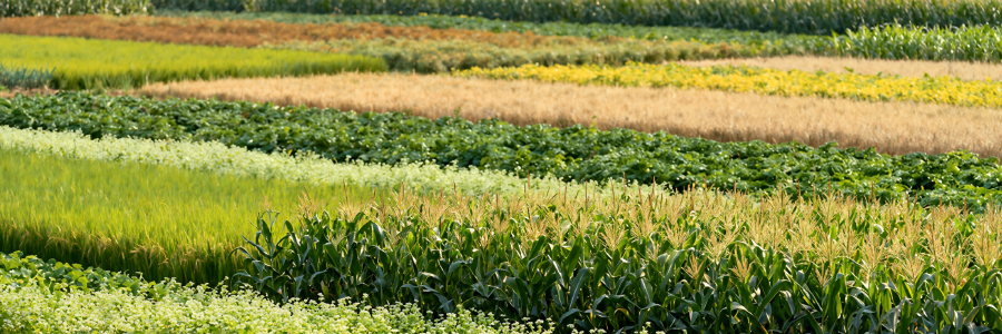 Image of crop fields