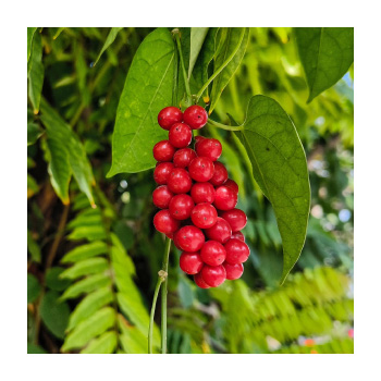 Schisandra