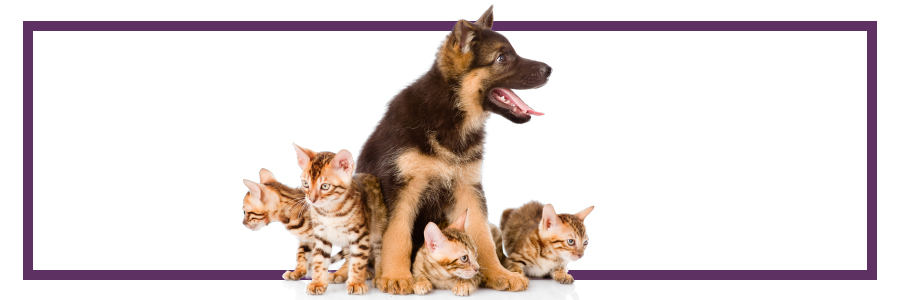 Boost Your Pet’s Health with the Omega-3s and Probiotics