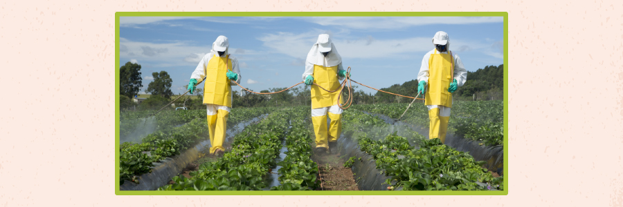 Farm Workers Spraying Pesticides