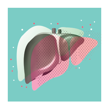 Illustration of the liver organ