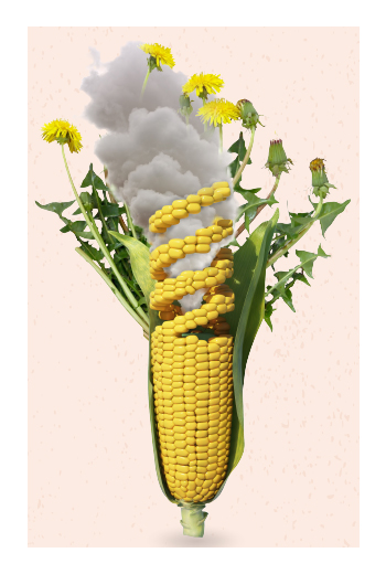 Graphic of Corn Stalk, superweeds and Clouds