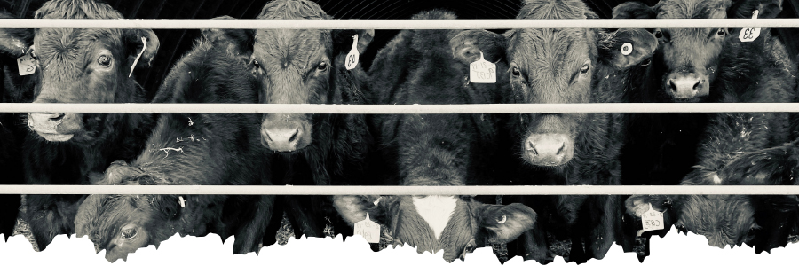Image of cows behind a barrier