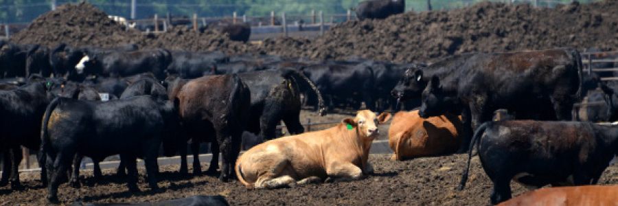 Cows in a concentrated animal feeding operation
