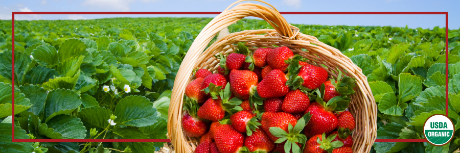 Organic strawberries in a basket