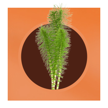 Image of a horsetail plant
