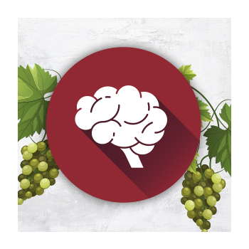 Illustration of a brain