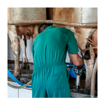 Image of a person working on a dairy farm