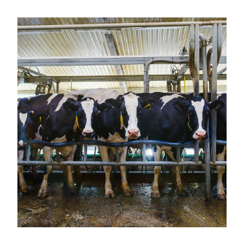 Image of cows at a dairy farm