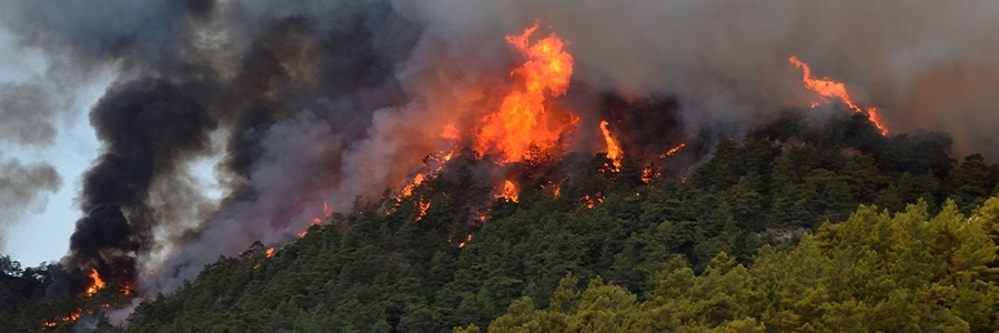 Image of forest fire