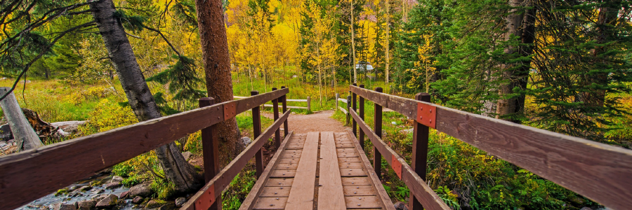 Image of wooden bridge in a forest
