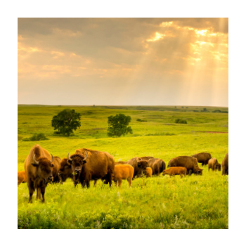 Image of a herd of bison