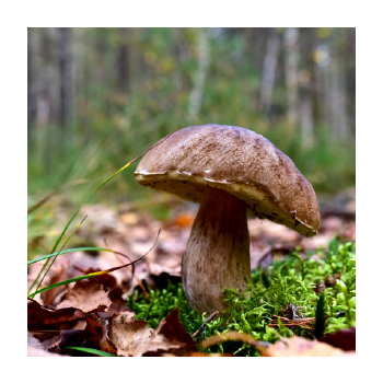 Image of a mushroom on forest floor