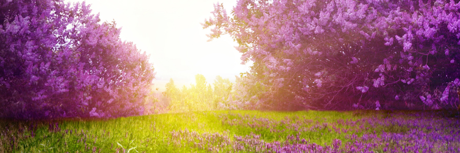 Lavender field