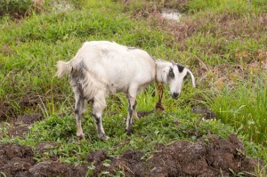 Goat in a field