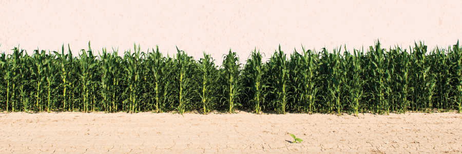 Earth Watch: Lost in the Maize, The Silent Toll of America’s Number One Crop