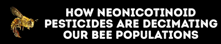 how neonicotinoid pesticides are decimating our bee populations
