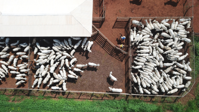 Dairy Product Standards - CAFOs