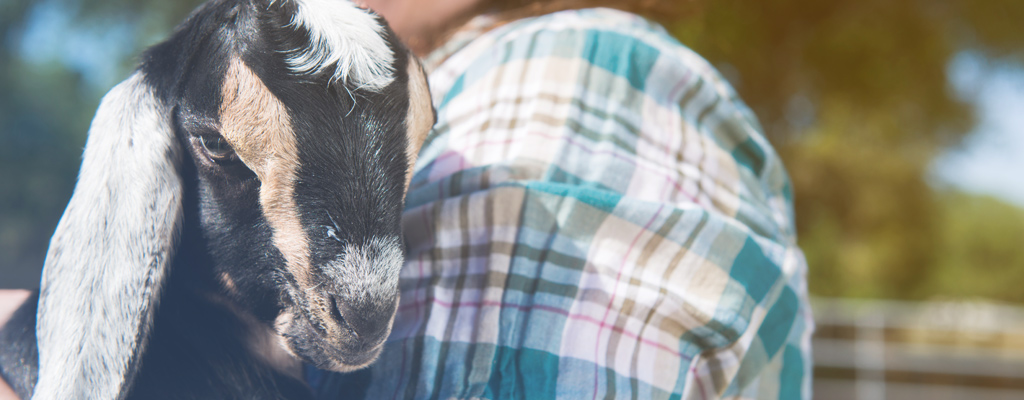 Person holding goat