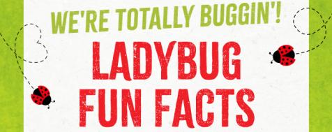 Ladybug and Other Beneficial Insect Facts
