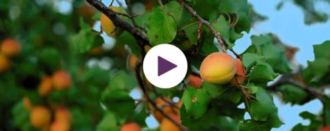 Meet Your Farmer: The Fruits of Our Journey