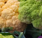 Image https://www.naturalgrocers.com/sites/default/files/styles/resource_finder_176x160/public/media_images/170919_Cauliflower3.jpg?itok=a4QFUebE