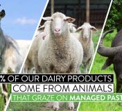 100% Pasture-Based Dairy