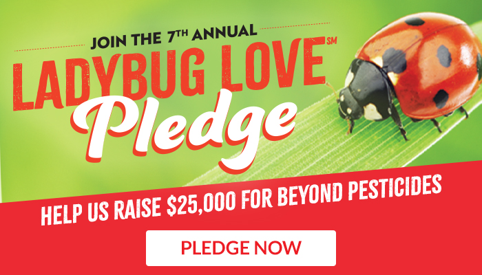 Take The Ladybug Love Pledge Today!