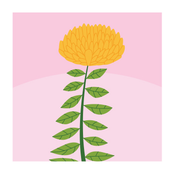 Illustration of Rhodiola plant
